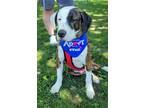 Adopt Ash $450 a Labrador Retriever / Terrier (Unknown Type