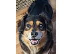Adopt Oliver a Black - with Tan, Yellow or Fawn Dachshund / Corgi / Mixed dog in