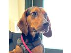 Adopt Urkle a Tricolor (Tan/Brown & Black & White) Beagle / Mixed dog in
