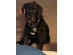 Adopt Fred a Black Mutt / Mixed dog in Fayetteville, NC (41563414)