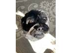 Adopt *SIDNEY* a Black Lhasa Apso / Dachshund / Mixed dog in Hendersonville