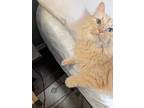 Adopt Pookie a Orange or Red Tabby Domestic Mediumhair / Mixed (medium coat) cat