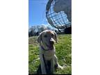Adopt Skye a Labrador Retriever / Mixed dog in MONTICELLO, NY (41563246)