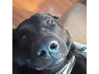 Adopt Nova a Black Labrador Retriever / Mixed dog in Memphis, TN (41563323)