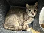 Adopt Sadie a Domestic Shorthair / Mixed cat in New York, NY (41560490)