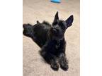 Adopt Jaxon a Black Schnauzer (Miniature) / Mixed dog in Fayetteville