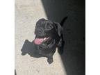 Adopt Asher (Denali) a Black Labrador Retriever / Mixed dog in Kalamazoo