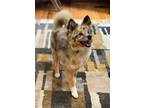 Adopt Sadie a Gray/Blue/Silver/Salt & Pepper Pomsky / Mixed dog in Indianapolis