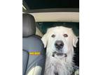 Adopt Big Boy a White Great Pyrenees / Mixed dog in Woodland Hills