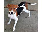Adopt Peppermint Patty a Tricolor (Tan/Brown & Black & White) Beagle / Mixed dog