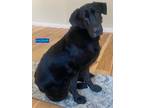 Adopt kazbar a Black Hound (Unknown Type) / Labrador Retriever / Mixed dog in
