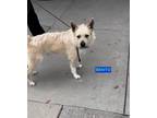 Adopt BENITO a White - with Tan, Yellow or Fawn Terrier (Unknown Type