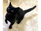 Adopt MORTICIA a All Black Domestic Shorthair (short coat) cat in Louisa