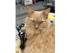 Adopt Vito a Tan or Fawn Domestic Longhair / Mixed (long coat) cat in Toledo