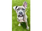 Adopt Tilda a Brindle - with White American Pit Bull Terrier / Mixed dog in
