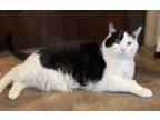 Adopt Rocky a Domestic Shorthair / Mixed (short coat) cat in Cottonwood