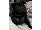 Adopt Charlie Puppy a Black Schipperke / Pomeranian / Mixed dog in Cuyahoga