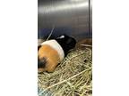 Adopt Zela a Black Guinea Pig / Guinea Pig / Mixed (short coat) small animal in