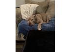 Adopt Bonnie a Tan/Yellow/Fawn American Pit Bull Terrier / Mixed dog in