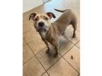 Adopt Maggie a American Pit Bull Terrier / Mixed dog in Marion, OH (41563178)