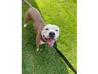 Adopt Manley a American Staffordshire Terrier / Mixed dog in Marion