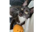 Adopt Lucky Star24 a Domestic Mediumhair / Mixed (medium coat) cat in