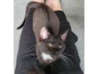 Adopt Lollipop24 a Domestic Shorthair / Mixed (short coat) cat in Youngsville