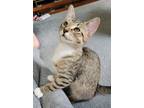 Adopt Linguini24 a Domestic Shorthair / Mixed (short coat) cat in Youngsville