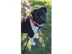 Adopt Bohdi a American Pit Bull Terrier / Mixed Breed (Medium) / Mixed dog in