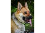 Adopt Lola a German Shepherd Dog / Mixed Breed (Medium) / Mixed dog in Lagrange