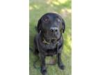 Adopt Sheila a Labrador Retriever / Mixed dog in Lagrange, IN (41563157)