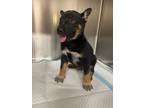 Adopt Artie a Tricolor (Tan/Brown & Black & White) German Shepherd Dog / Mixed