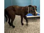 Adopt LIL MAMA a Black - with White American Pit Bull Terrier / Mixed dog in