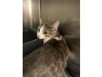Adopt Cassie a Domestic Shorthair / Mixed (short coat) cat in Boone