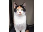 Adopt Strega Nona a Domestic Shorthair / Mixed (short coat) cat in Boone