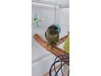 Adopt Fozzie a Green Conure bird in Libertyville, IL (41563222)