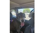 Adopt GRAYSON a Gray/Silver/Salt & Pepper - with White Great Dane / Mixed dog in