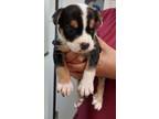 Adopt Chaos Puppy 4(Lady Bug) a American Pit Bull Terrier / Mixed dog in