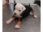 Adopt Chaos Puppy 3(Cricket) a American Pit Bull Terrier / Mixed dog in