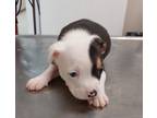 Adopt Chaos Puppy 2(Cicada) a American Pit Bull Terrier / Mixed dog in