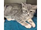 Adopt Marilu Henner(Petsmart) a Domestic Shorthair / Mixed (short coat) cat in