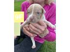 Adopt Gwinnie a Mixed Breed (Medium) / Mixed dog in Killen, AL (41563211)