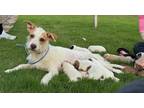Adopt Gea - Sally a Mixed Breed (Medium) / Mixed dog in Killen, AL (41563207)