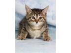 Adopt Tinkerbell a Domestic Shorthair / Mixed (short coat) cat in Gilbert