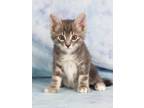 Adopt Pluto a Domestic Shorthair / Mixed (short coat) cat in Gilbert