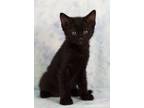 Adopt Clarence a Domestic Shorthair / Mixed (short coat) cat in Gilbert