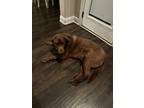 Adopt Blazer a Brown/Chocolate Labrador Retriever / Mixed dog in Clarksville