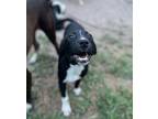 Adopt Nora a Labrador Retriever / Border Collie / Mixed dog in WAYNESVILLE
