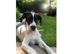 Adopt Giles a Great Dane / Mixed dog in Oswego, IL (41563144)