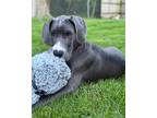 Adopt Spike a Great Dane / Mixed dog in Oswego, IL (41563143)